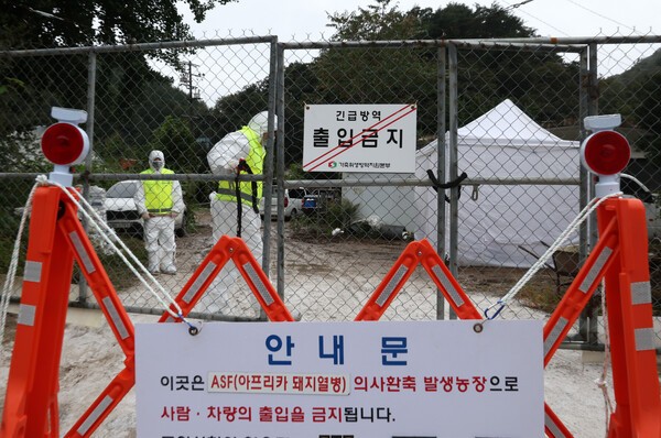 충남 당진 돼지농장에서 아프리카돼지열병(ASF)이 발생해 정부가 위기 경보를 '심각'으로 격상했다. 연합뉴스